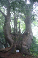 カラマツの巨木