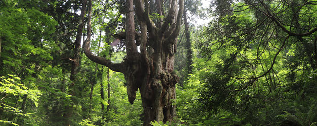 崩落地に立つ樹齢800年の乳房杉