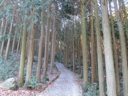 杉植林の遊歩道へ