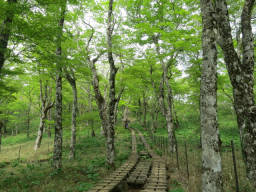 ブナ林の木道