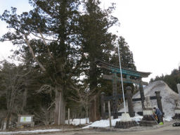 白山中居神社の大杉