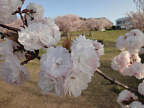 浜名湖SAの桜