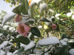 雪の中咲く椿