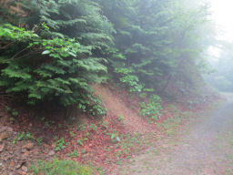 急坂を下って林道に出たところ