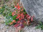 岩陰の紅葉