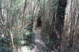 竹藪の細道