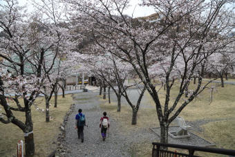 銅親水公園は桜が満開