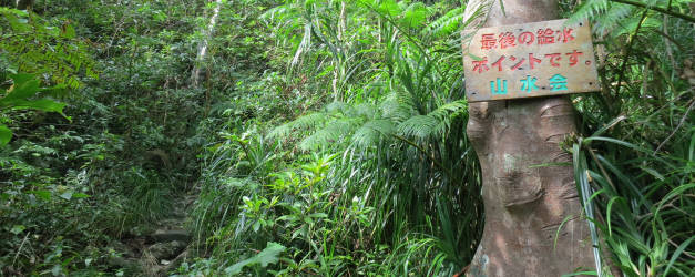 亜熱帯の原生林を歩く
