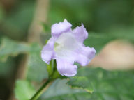 沖縄の花３